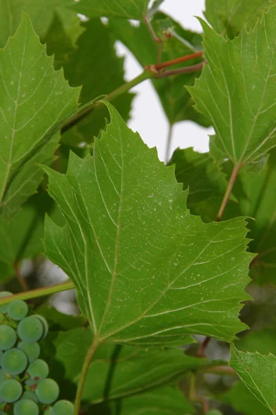 Zelené Vinné Listy Pozadí Oblohy Zahradě — Stock fotografie