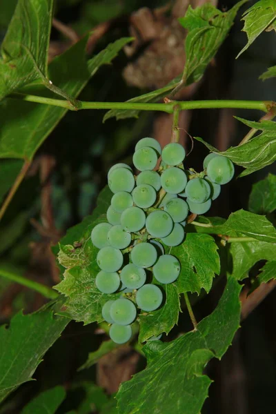 Camarões Verdes Bagas Uvas Folhas Jardim — Fotografia de Stock