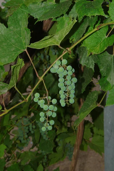 Grüne Trauben Und Beeren Von Trauben Und Blättern Garten — Stockfoto