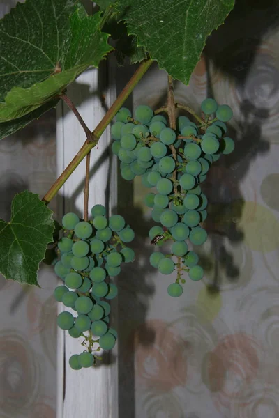 Grappoli Verdi Bacche Uva Foglie Giardino — Foto Stock