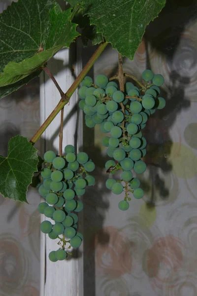 Des Grappes Vertes Des Baies Raisins Feuilles Dans Jardin — Photo