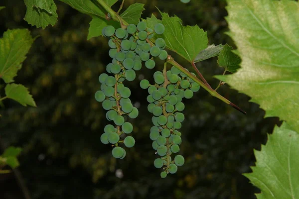 Camarões Verdes Bagas Uvas Folhas Jardim — Fotografia de Stock