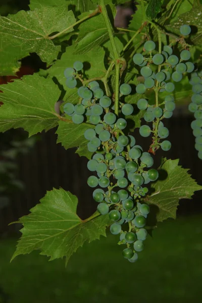 Green Bunches Berries Grapes Leaves Garden — Stock Photo, Image