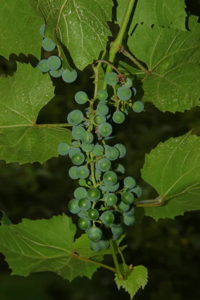 Des Grappes Vertes Des Baies Raisins Feuilles Dans Jardin — Photo