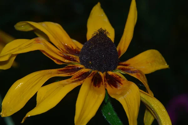 Nahaufnahme Einer Schönen Gelben Blume Garten — Stockfoto