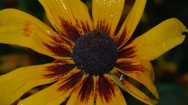 Detailní Záběr Krásné Žluté Květiny Zahradě — Stock fotografie