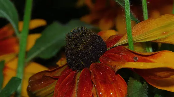 Närbild Bild Vacker Gul Blomma Trädgården — Stockfoto