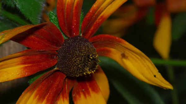 Primer Plano Una Hermosa Flor Amarilla Jardín — Foto de Stock