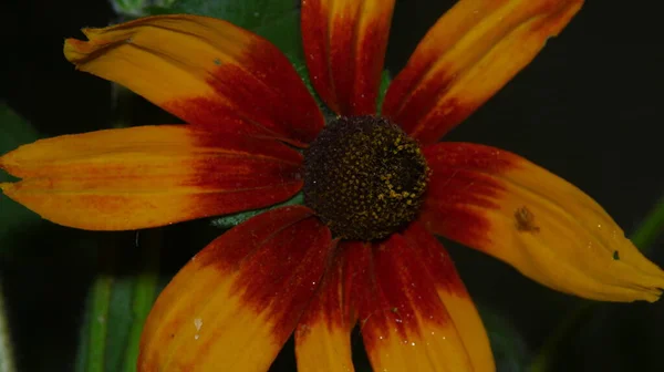 Nahaufnahme Einer Schönen Gelben Blume Garten — Stockfoto