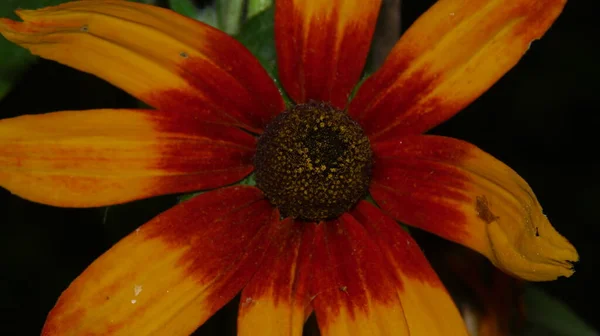 Närbild Bild Vacker Gul Blomma Trädgården — Stockfoto