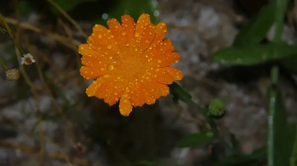 Primer Plano Una Hermosa Flor Amarilla Jardín — Foto de Stock