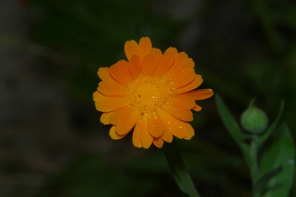 Primo Piano Bel Fiore Giallo Giardino — Foto Stock