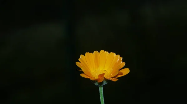 Szczelnie Ujęcie Pięknego Żółtego Kwiatu Ogrodzie — Zdjęcie stockowe
