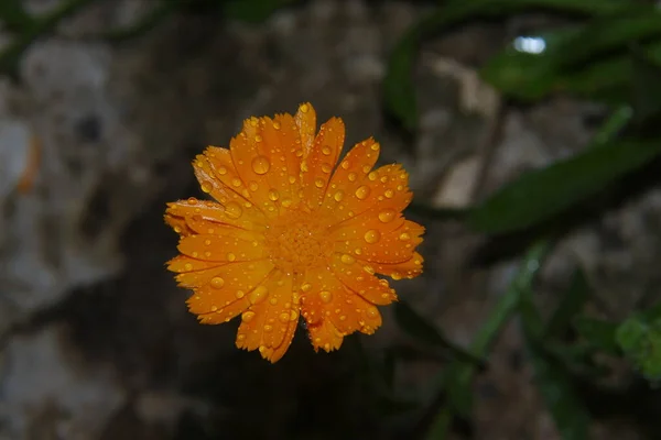 花园里一朵美丽的黄花的特写 — 图库照片