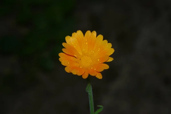 花园里一朵美丽的黄花的特写 — 图库照片