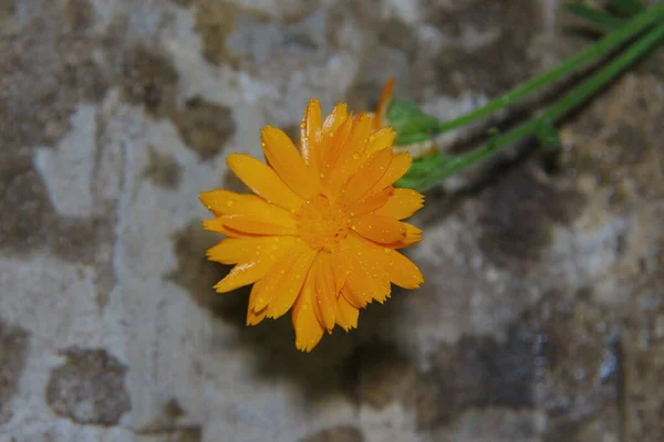 Close Tiro Uma Bela Flor Amarela Jardim — Fotografia de Stock