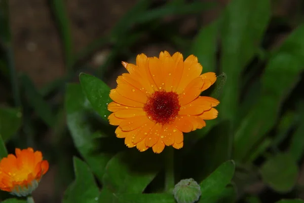 Bahçedeki Güzel Sarı Çiçeğin Yakın Çekimi — Stok fotoğraf