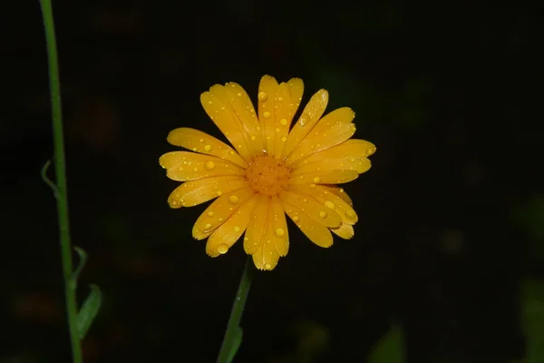 Une Petite Fleur Jaune Avec Des Gouttes Eau Après Pluie — Photo