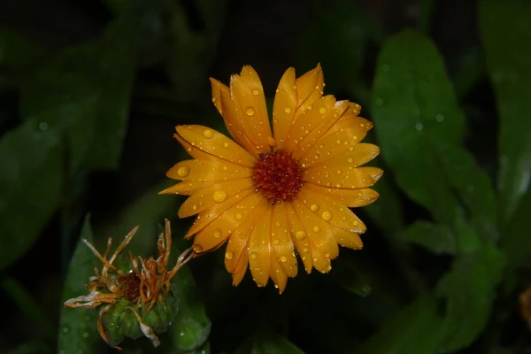 雨后有水滴的黄色小花 — 图库照片