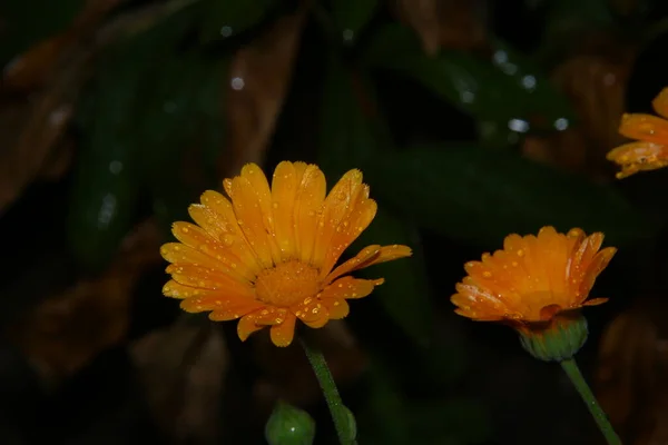 Mały Żółty Kwiat Kroplami Wody Deszczu — Zdjęcie stockowe