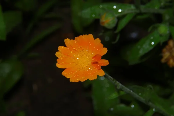 Una Pequeña Flor Amarilla Con Gotas Agua Después Lluvia — Foto de Stock