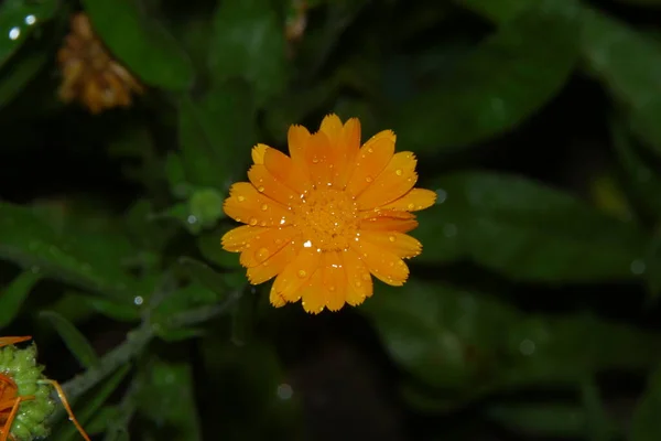 Piccolo Fiore Giallo Con Gocce Acqua Dopo Pioggia — Foto Stock