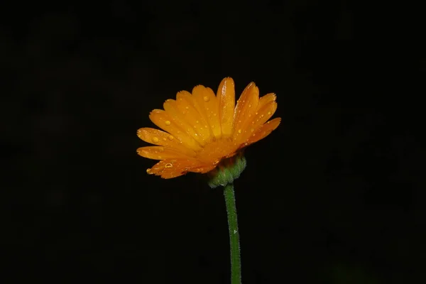 Una Pequeña Flor Amarilla Con Gotas Agua Después Lluvia — Foto de Stock