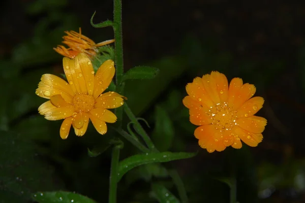 Eine Kleine Gelbe Blume Mit Wassertropfen Nach Dem Regen — Stockfoto