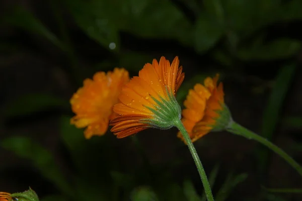 雨の後に水の滴と小さな黄色の花 — ストック写真