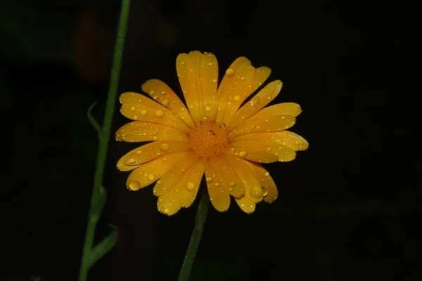 Une Petite Fleur Jaune Avec Des Gouttes Eau Après Pluie — Photo