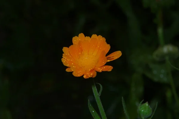 Una Pequeña Flor Amarilla Con Gotas Agua Después Lluvia — Foto de Stock