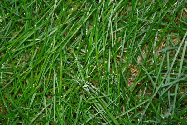 Texture of green grass in the garden after the rain