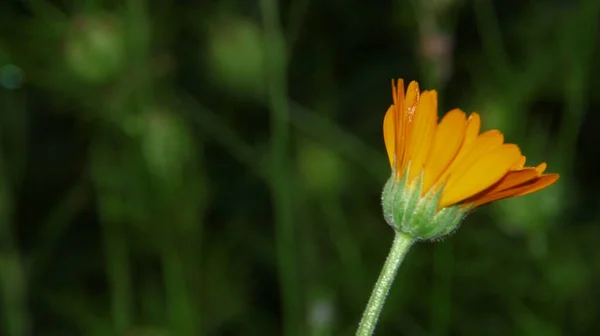 Schöne Gelbe Blume Garten Nach Dem Regen Mit Tautropfen Auf — Stockfoto