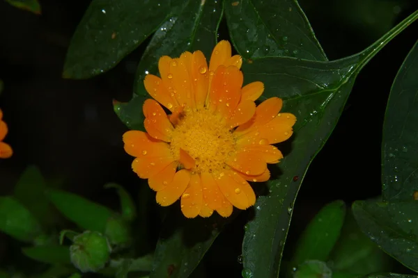 Hermosa Flor Amarilla Jardín Después Lluvia Con Gotas Rocío Los —  Fotos de Stock