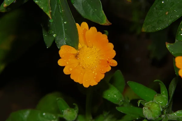 Όμορφο Κίτρινο Λουλούδι Στον Κήπο Μετά Βροχή Δροσοσταλίδες Στα Πέταλα — Φωτογραφία Αρχείου