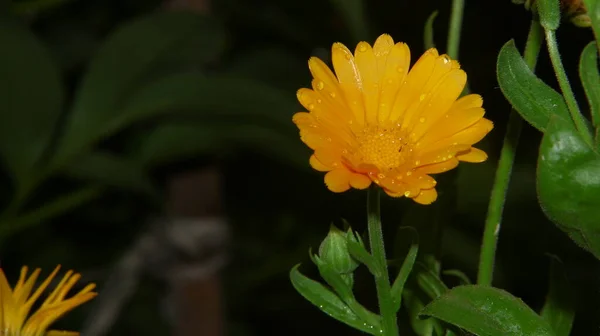 雨后花园里美丽的黄花 花瓣上滴着露珠 — 图库照片