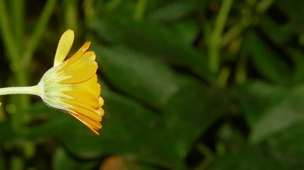 Schöne Gelbe Blume Garten Nach Dem Regen Mit Tautropfen Auf — Stockfoto