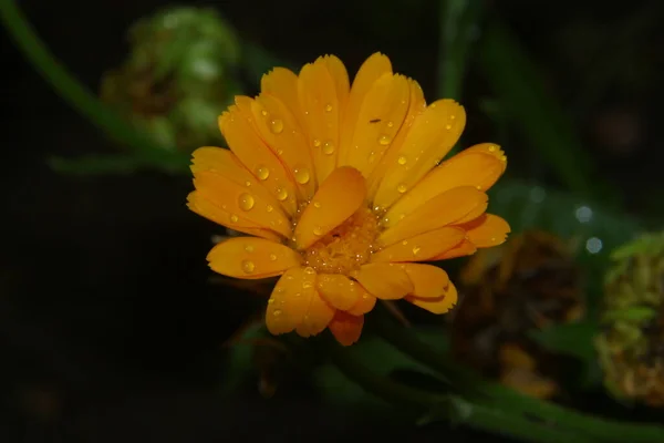 Piękny Żółty Kwiat Ogrodzie Deszczu Rosą Płatkach — Zdjęcie stockowe