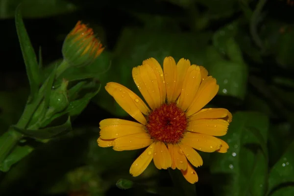 Krásná Žlutá Květina Zahradě Dešti Kapkami Rosy Okvětní Lístky — Stock fotografie