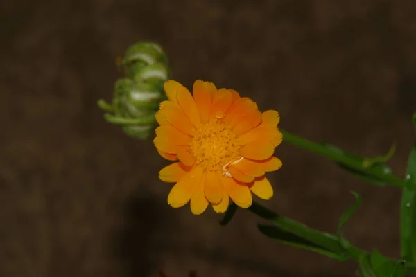 Vacker Gul Blomma Trädgården Efter Regnet Med Daggdroppar Kronbladen — Stockfoto