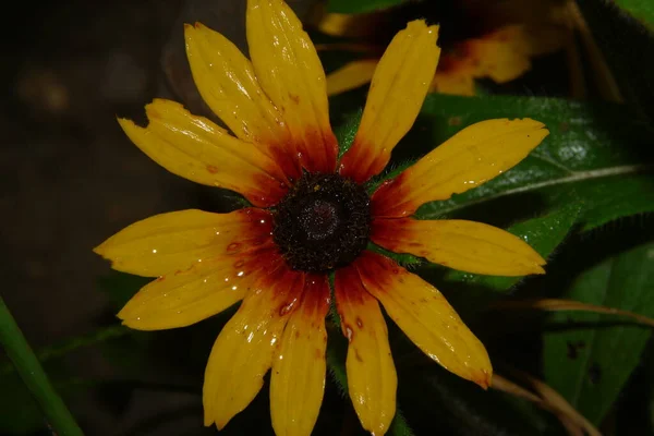 Hermosa Flor Amarilla Jardín Después Lluvia Con Gotas Rocío Los — Foto de Stock