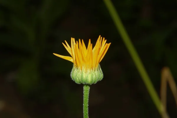 Schöne Gelbe Blume Garten Nach Dem Regen Mit Tautropfen Auf — Stockfoto