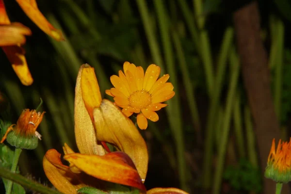 Linda Flor Amarela Jardim Após Chuva Com Gotas Orvalho Sobre — Fotografia de Stock