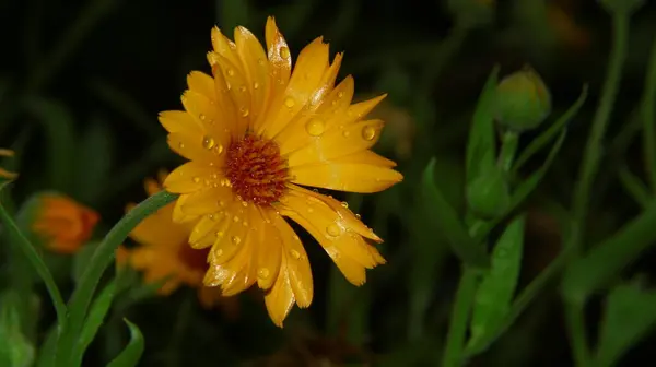 Gyönyörű Sárga Virág Kertben Eső Után Harmatcseppekkel Szirmokon — Stock Fotó