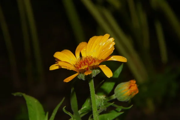 Belle Fleur Jaune Dans Jardin Après Pluie Avec Des Gouttes — Photo