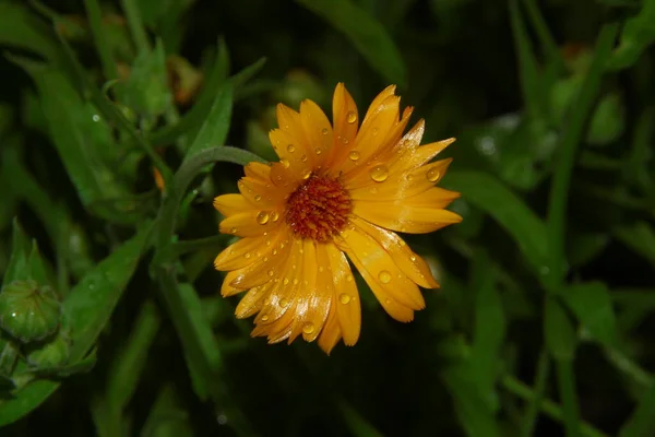 雨后花园里美丽的黄花 花瓣上滴着露珠 — 图库照片