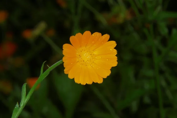 Schöne Gelbe Blume Garten Nach Dem Regen Mit Tautropfen Auf — Stockfoto