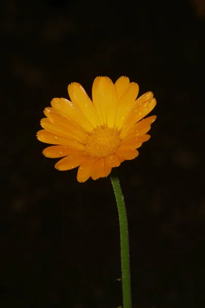 Linda Flor Amarela Jardim Após Chuva Com Gotas Orvalho Sobre — Fotografia de Stock