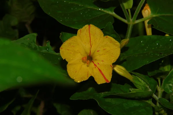 Linda Flor Amarela Jardim Após Chuva Com Gotas Orvalho Sobre — Fotografia de Stock