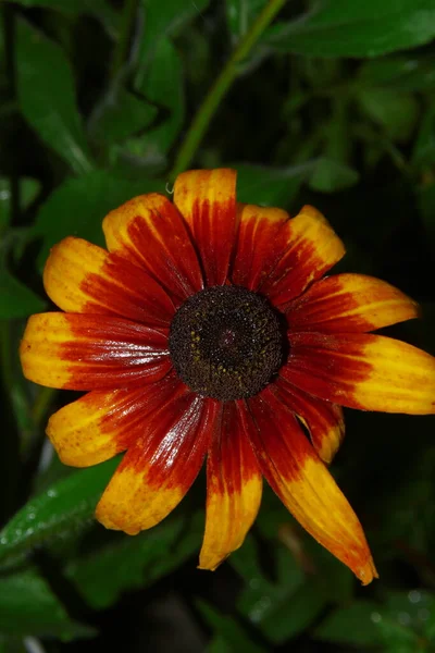 Hermosa Flor Amarilla Jardín Después Lluvia Con Gotas Rocío Los —  Fotos de Stock